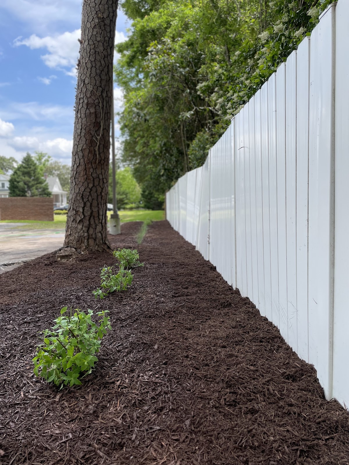 Mulched planting bed with new shrubs along a white vinyl fence