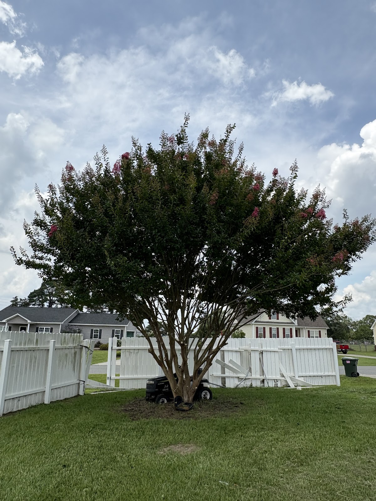 Mature crape myrtle in full bloom above a green lawn